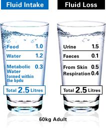 Fluid intake and loss