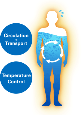 Liquid circulation in body