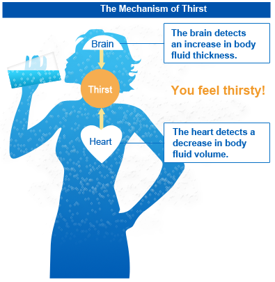 Mechanism of thirst